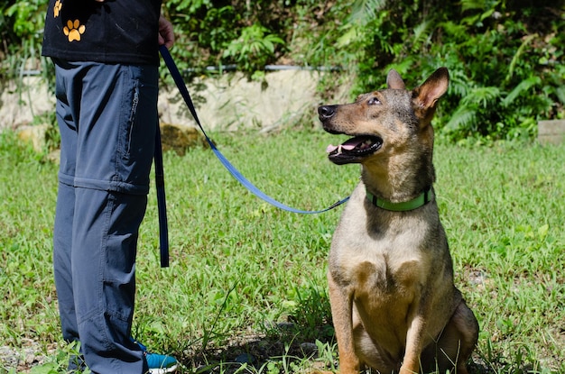 Photo un chien debout sur l'herbe