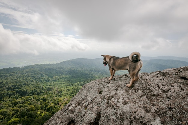 Photo un chien debout sur une montagne
