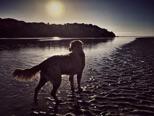 Photo un chien debout sur la plage