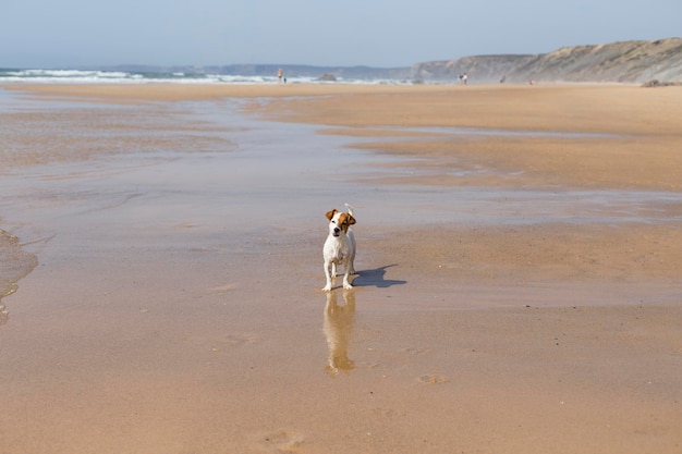 Un chien debout sur la plage