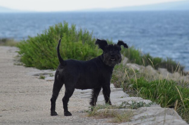 Photo un chien debout sur la plage