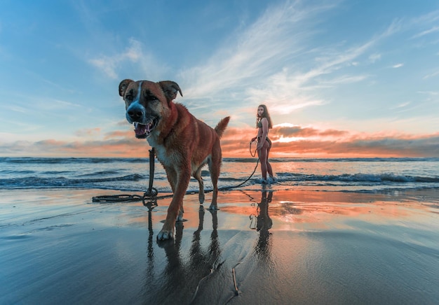 Un chien debout sur une plage