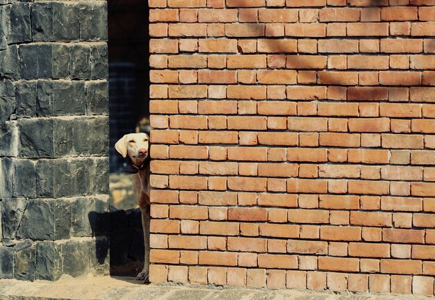 Photo un chien debout près d'un mur de briques