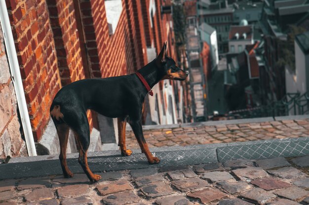 Un chien debout sur un sentier