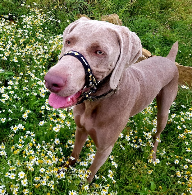 Un chien debout sur le terrain