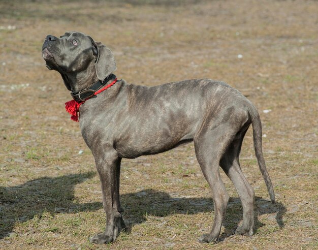 Photo un chien debout sur le terrain