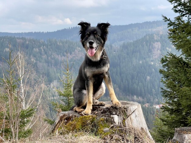 Photo un chien debout sur le terrain