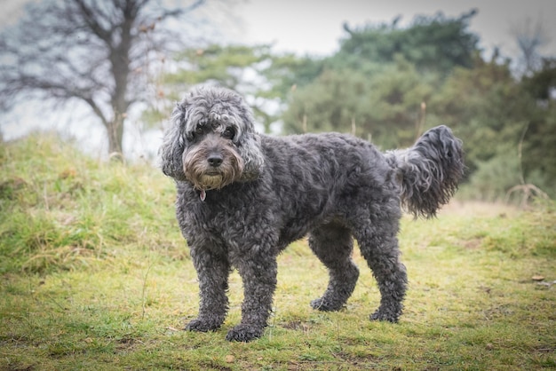 Photo un chien debout sur le terrain