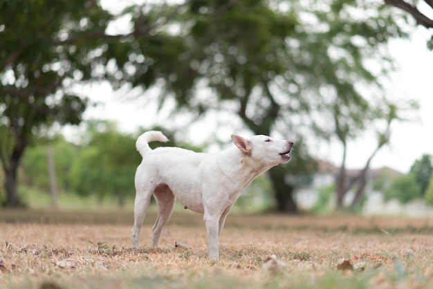 Photo un chien debout sur le terrain