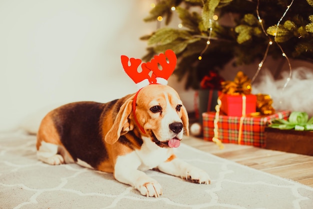 Chien avec décoration de cornes de cerf sous le sapin de Noël à la maison, race Beagle