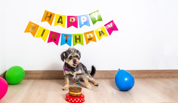 Un chien dégustant avec sa langue un gâteau d'anniversaire à la viande lors de la célébration avec décoration et affiche de fête au milieu des ballons