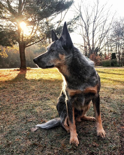 Photo un chien détournant son regard alors qu'il est assis sur le terrain