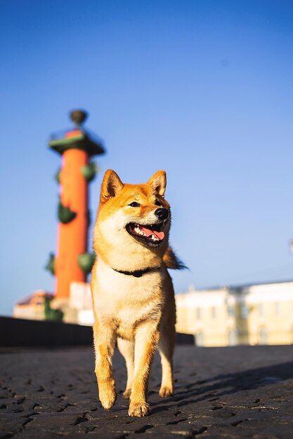 Photo chien détournant son regard à l'extérieur