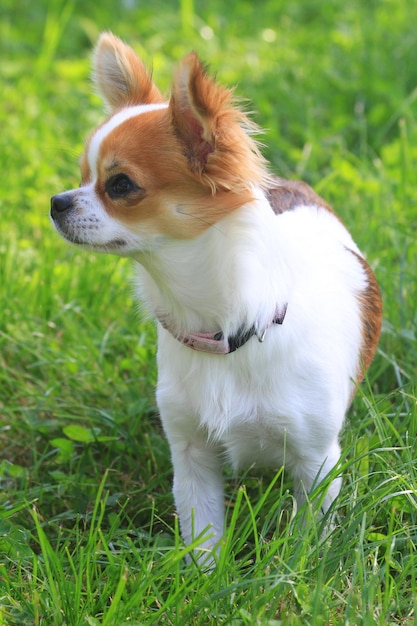 Photo un chien détourné sur l'herbe.