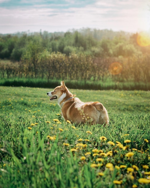 Un chien détourné par les plantes contre le ciel
