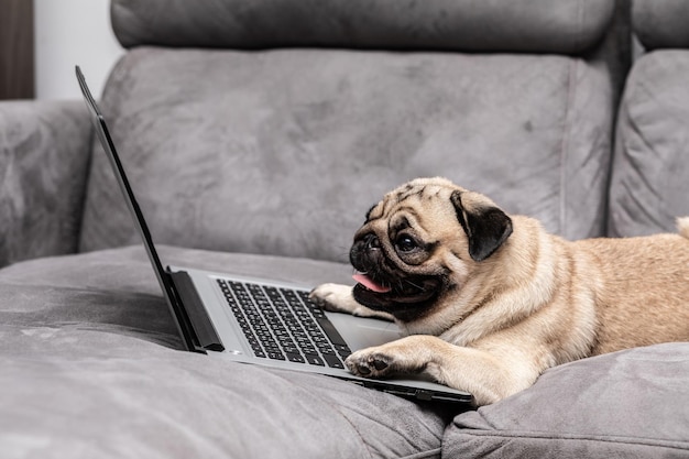 Le chien détourne le regard alors qu'il est assis sur le canapé