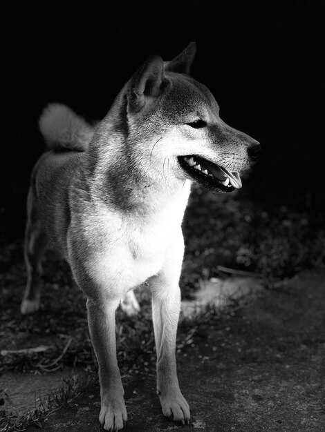 Photo le chien détourne le regard.