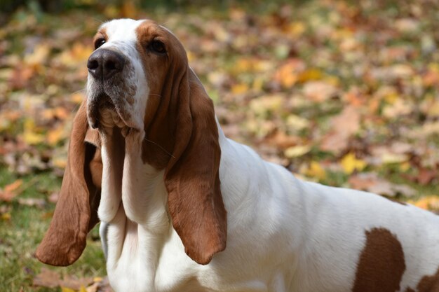 Photo le chien détourne le regard.