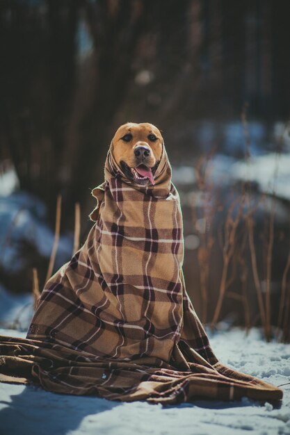 Le chien détourne le regard.