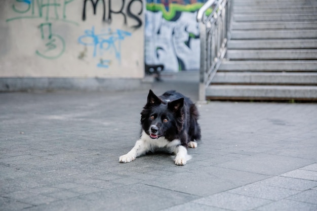 Un chien devant un graffiti qui dit "je ne suis pas un chien"