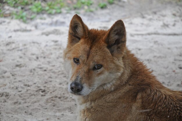 Chien Dingo australien regardant fixement