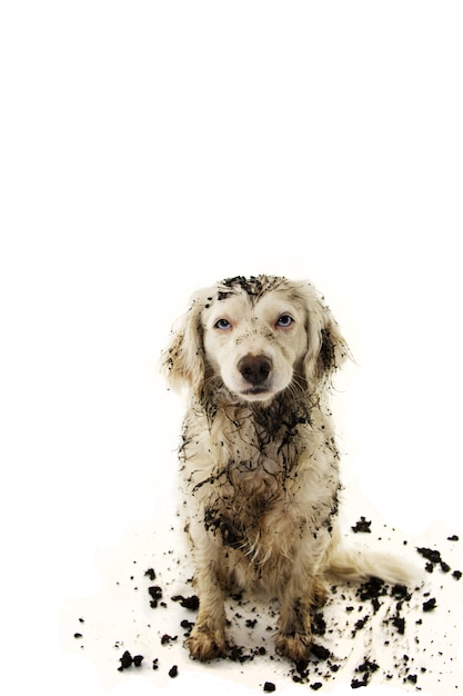 CHIEN DIRTY APRÈS LE JEU DANS UNE BOUE DE BOUE.