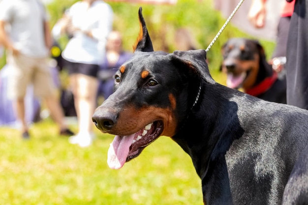 Chien Doberman dans le parc lors d'une promenade par une journée ensoleillée