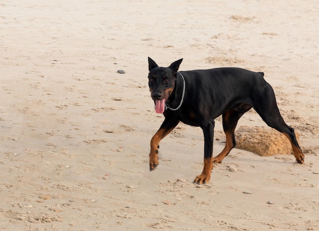 Chien doberman jouant dans le sable