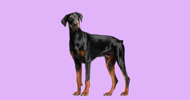 Chien Doberman Pinscher debout sur un fond rose