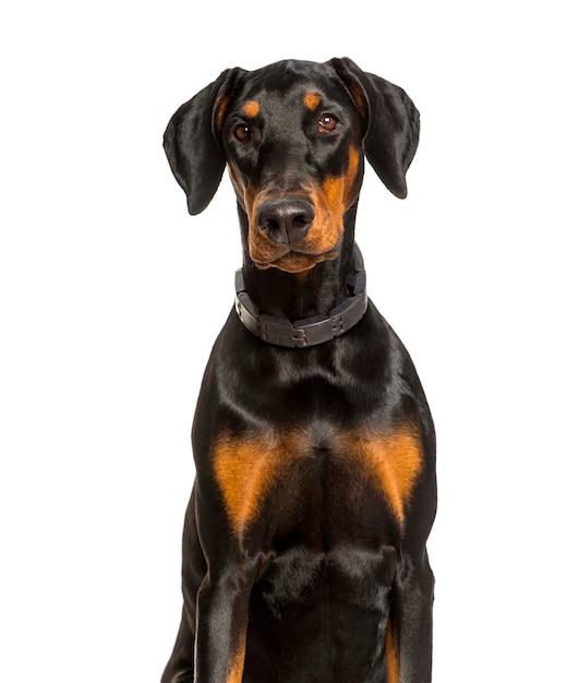 Chien Doberman regardant la caméra sur fond blanc