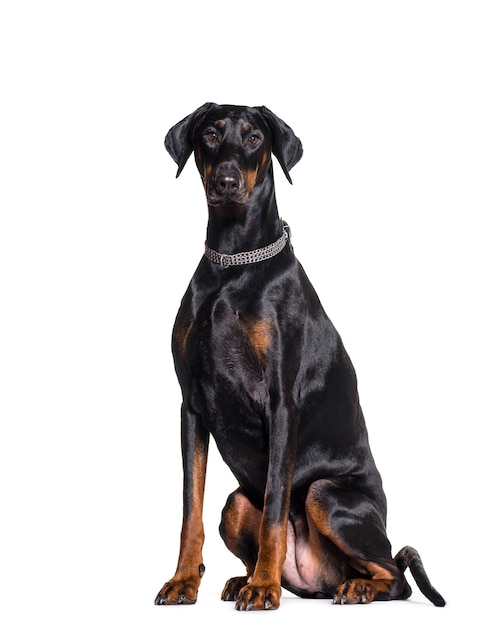 Chien Dobermann assis portant un collier