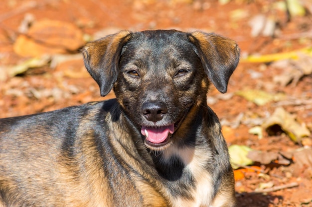 Chien docile à la ferme aux beaux jours