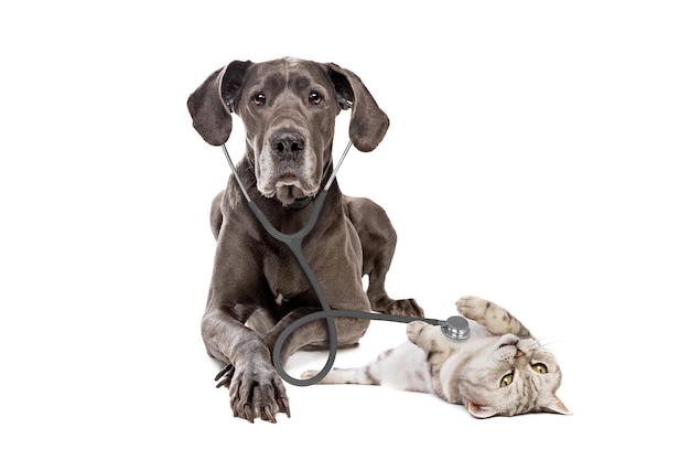 Chien dogue allemand à l'aide d'un stéthoscope sur un chat isolé sur fond blanc