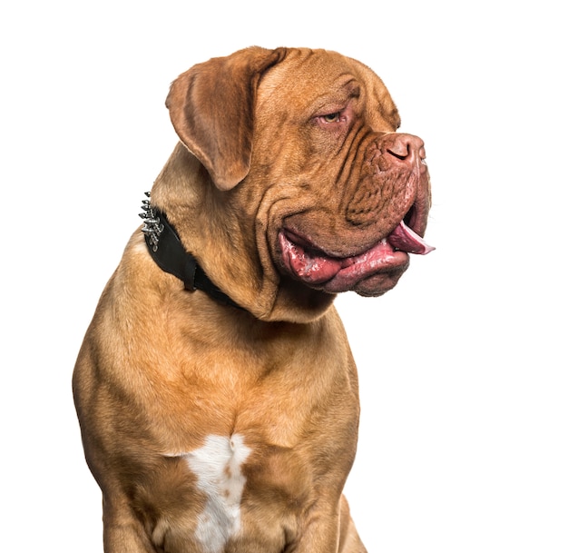 Chien Dogue de Bordeaux assis, découpé