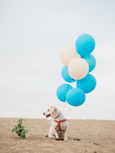 Chien domestique blanc avec des ballons d'hélium assis sur le sable