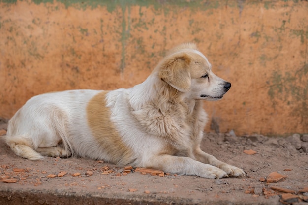 Chien domestique dans une ferme avec mise au point sélective