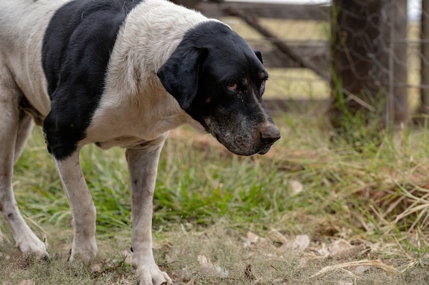 Chien domestique dans une ferme avec mise au point sélective