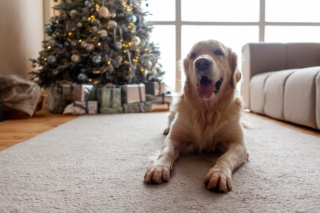 Le chien domestique est allongé à la maison sur le tapis contre le fond de l'arbre de Noël.