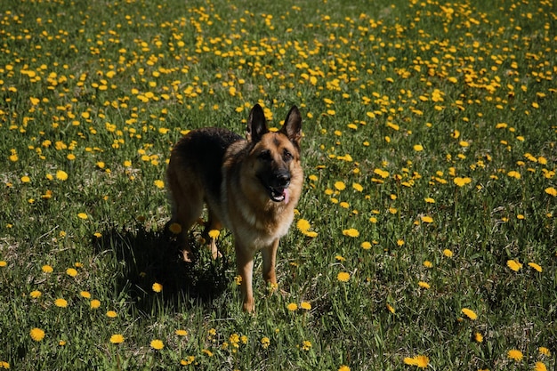 Chien domestique pur-sang parmi les fleurs sauvages Vue de dessus Le berger allemand se tient dans le champ de pissenlits jaunes le jour de printemps ensoleillé et pose