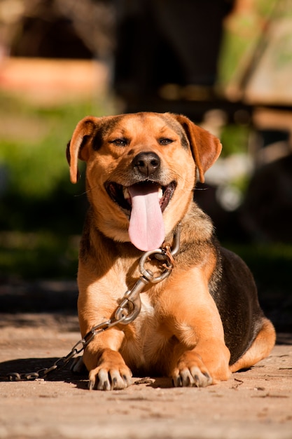 Chien domestique