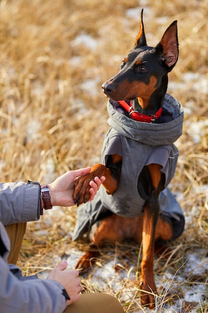 Le chien donne sa patte à l'homme