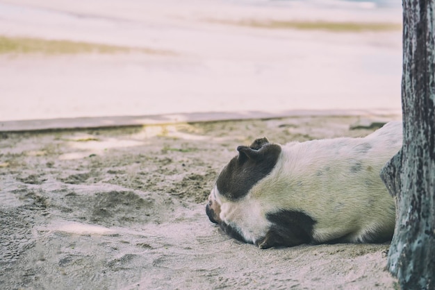 Chien dormant sur la mer d'été de sable