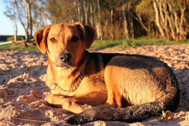 Chien dormant sur la plage de sable en vacances