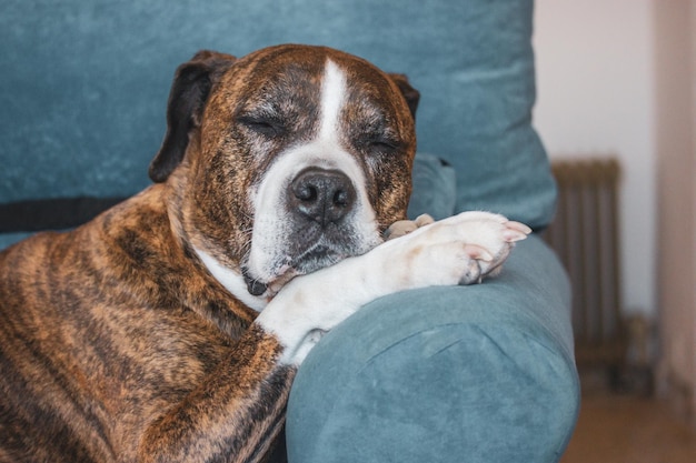 Photo un chien dort sur une chaise bleue avec ses pattes sur son visage