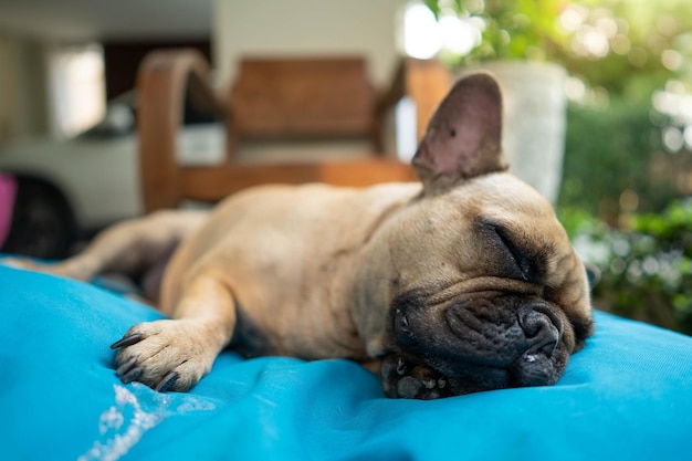 Un chien dort sur une couverture bleue avec un oreiller blanc qui dit "dors" dessus.