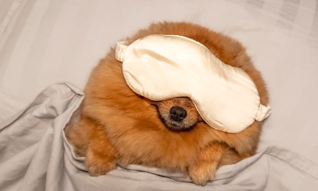 le chien dort dans un lit humain sur un oreiller, recouvert d'une couverture, avec un masque de sommeil en soie sur les yeux.