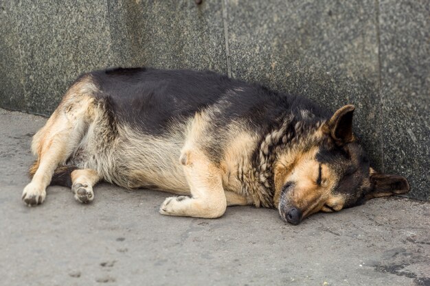 Le chien dort dans la rue