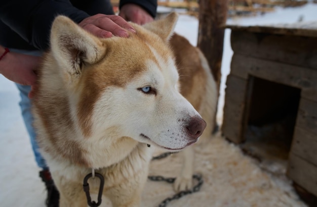 Chien dort enterré dans la neige Chien Malamute laika