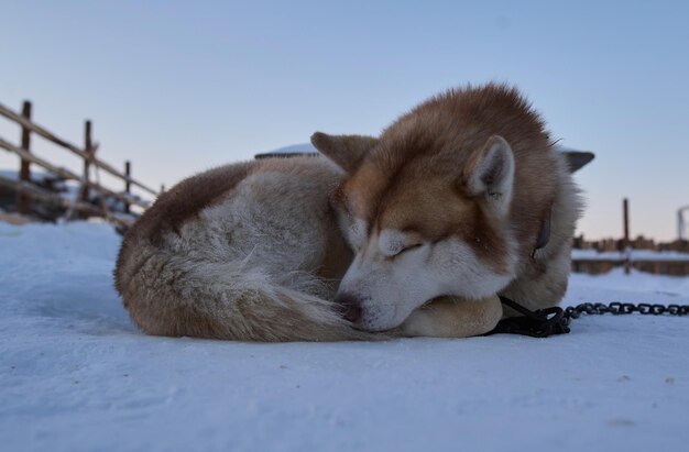 Chien dort enterré dans la neige Chien Malamute laika