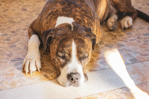 Un chien dort par terre, la tête contre le sol